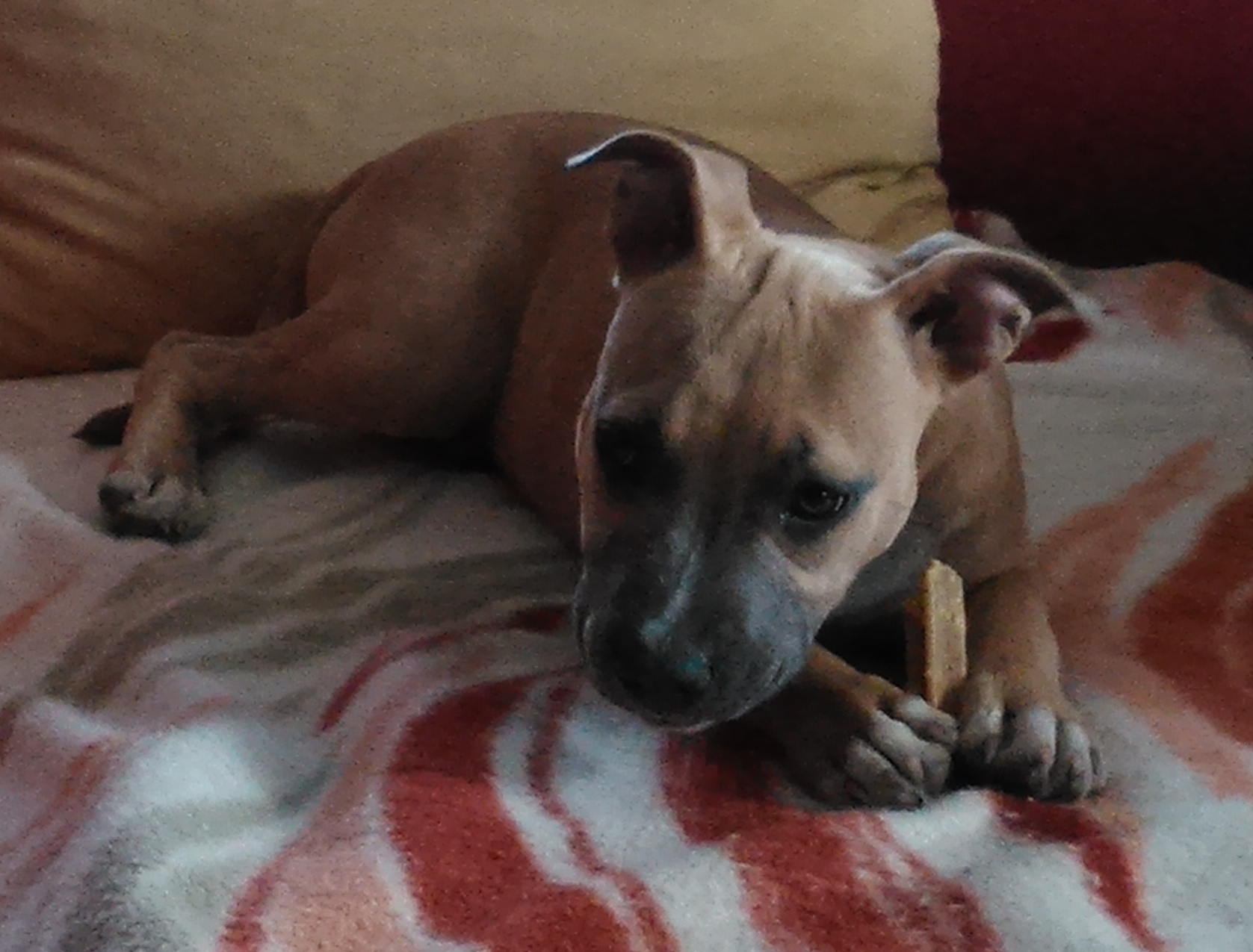 Dixie 1
